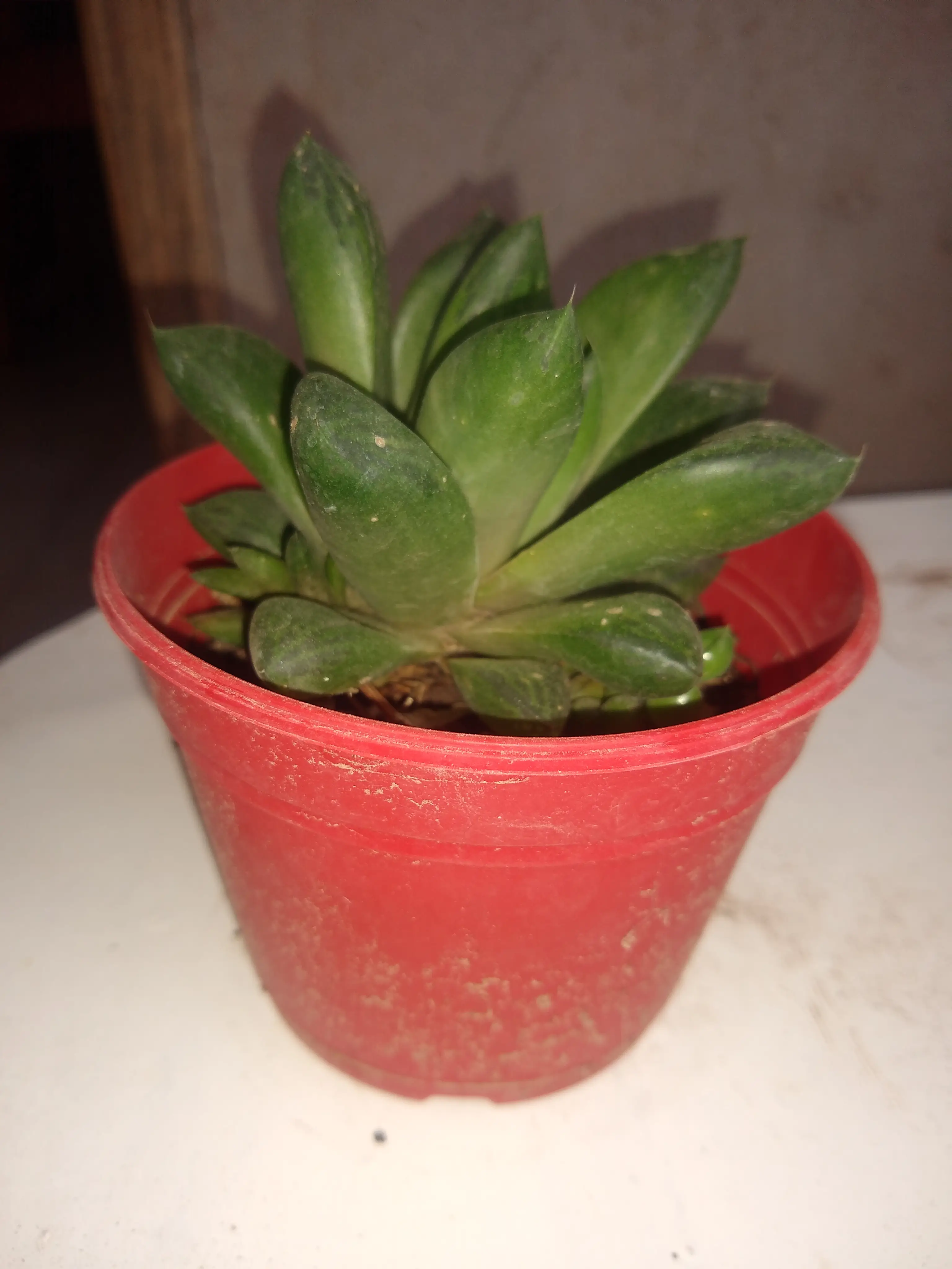 Cola de lagartija (Haworthia cymbiformis)