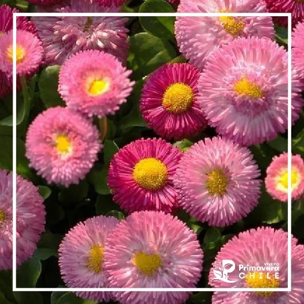 Semillas Bellis Monstrosa / Primavera