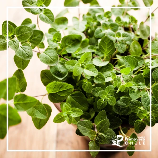 Oregano
