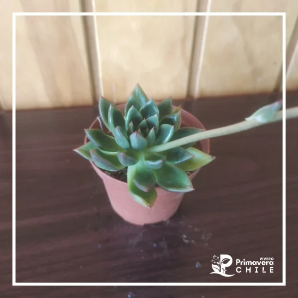 Echeveria Agavoide 2