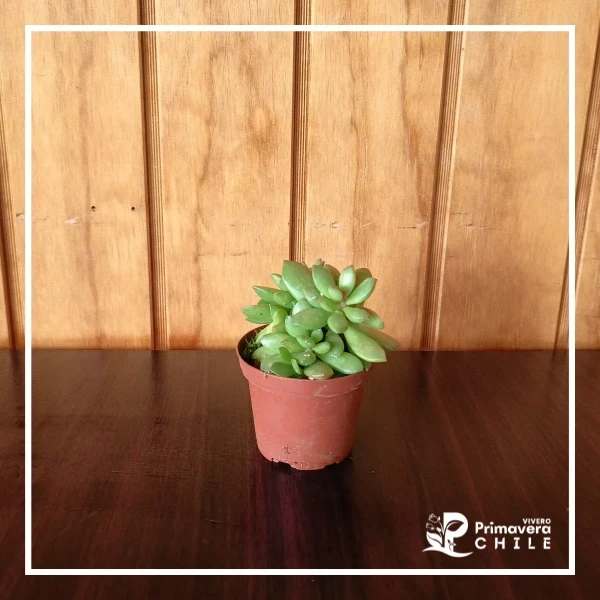 Sedum pachyphyllum