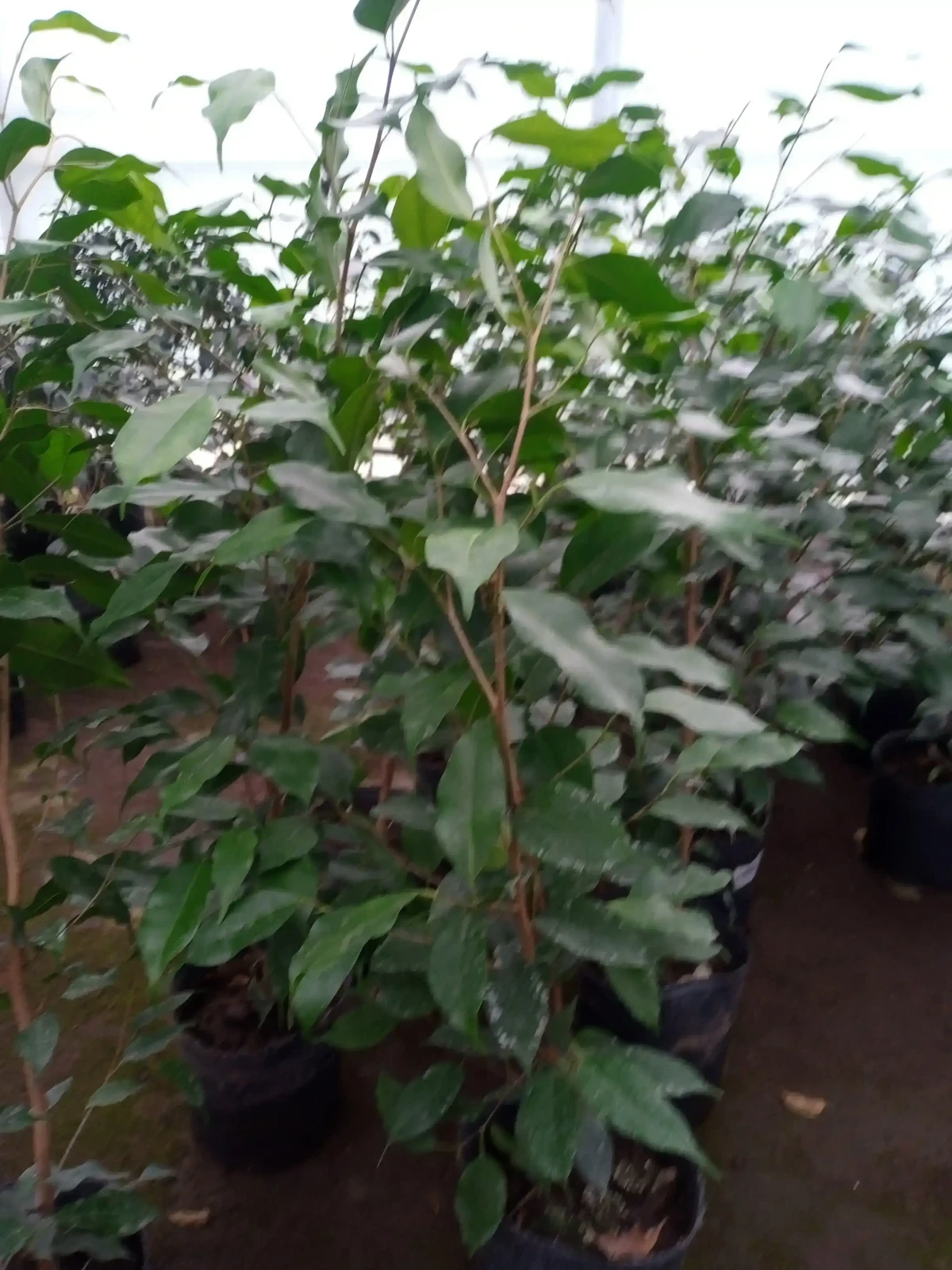 Ficus Negro  2
