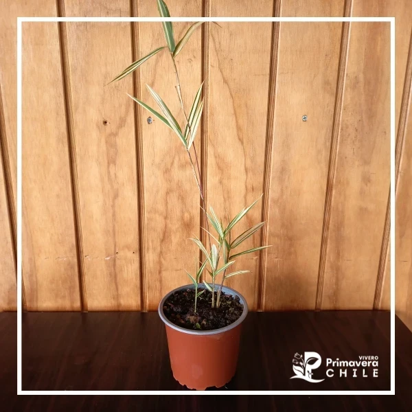 Bambú Enano Variegado - "Pleioblastus variegatus" 2