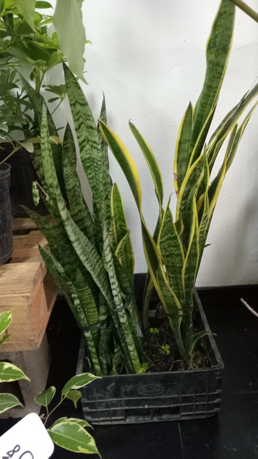 Sansevieria lengua de suegra 3