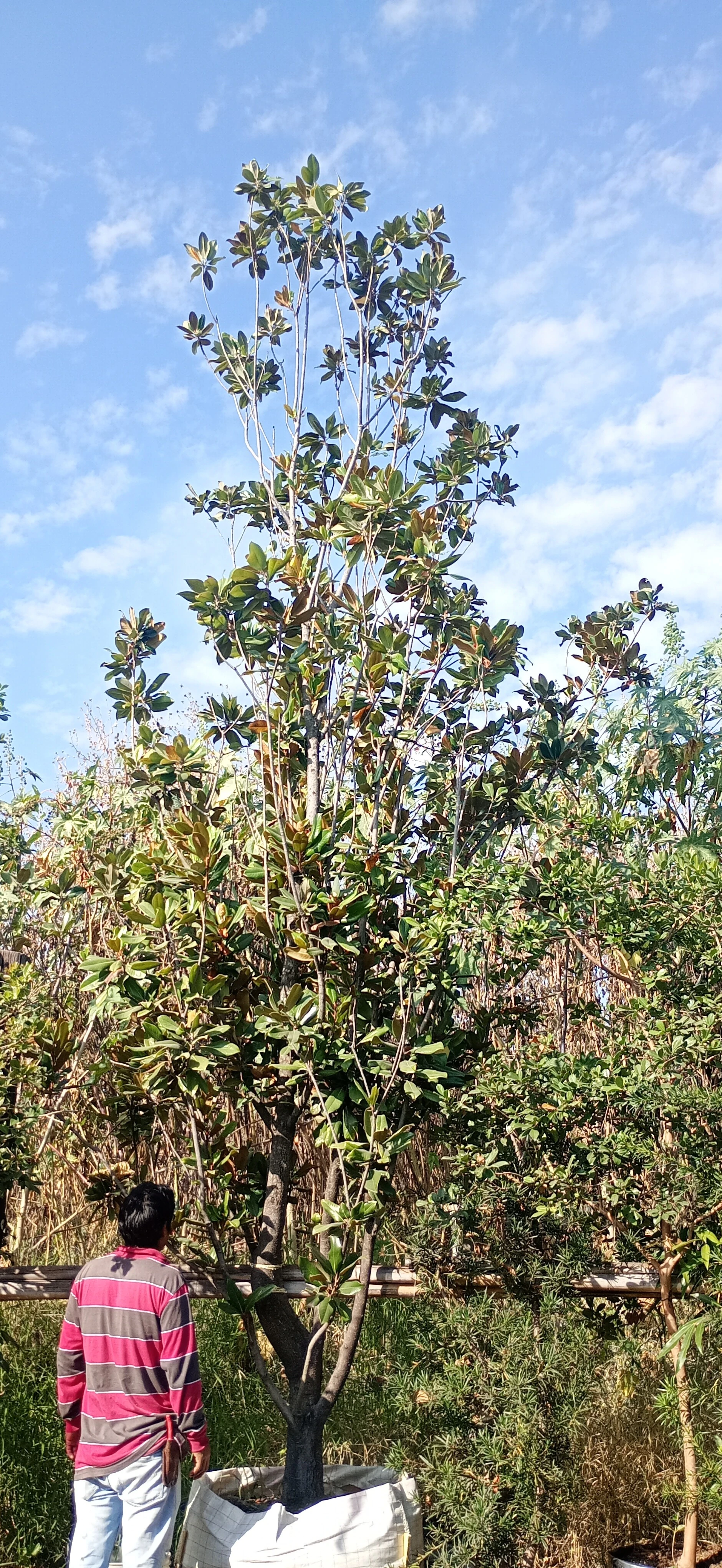 Magnolia1