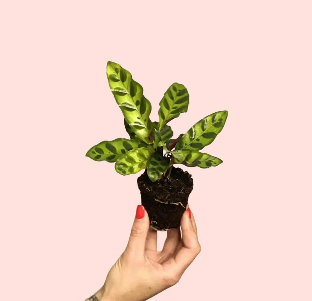 CALATHEA LANCIFOLIA