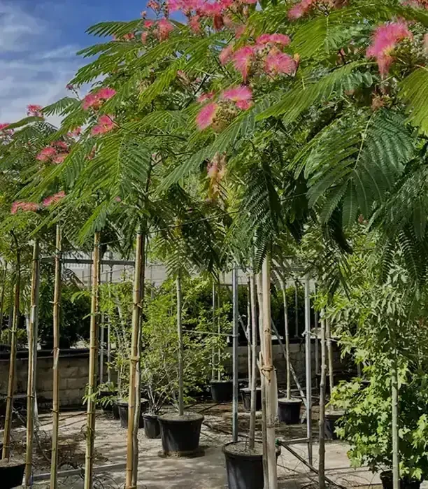 Acacia de Constantinopla  3