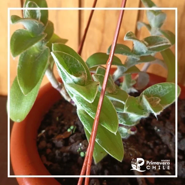 &nbsp;Tradescantia sillamontana&nbsp;Colgante 2
