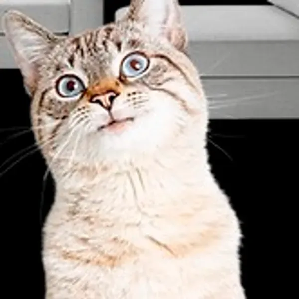 Gatos