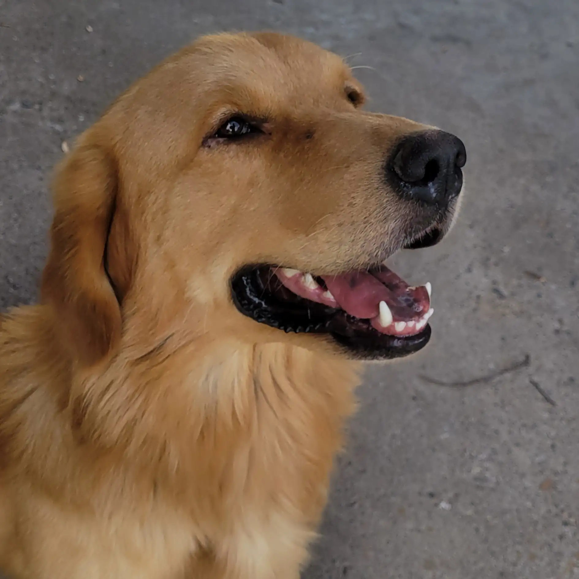 Golden Retriever