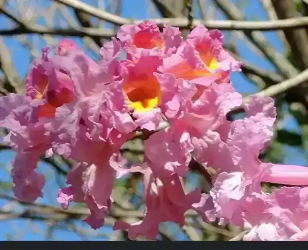 Lapacho Rosado 