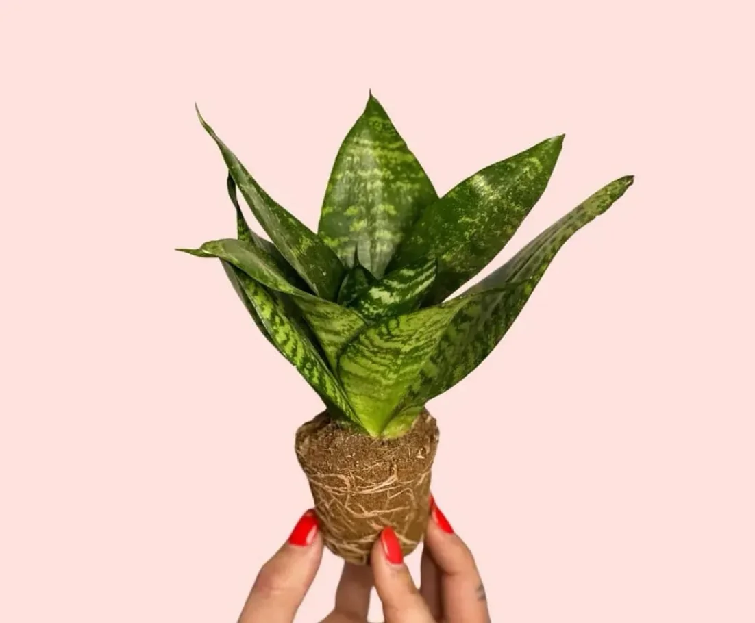 SANSEVIERIA GREEN STAR
