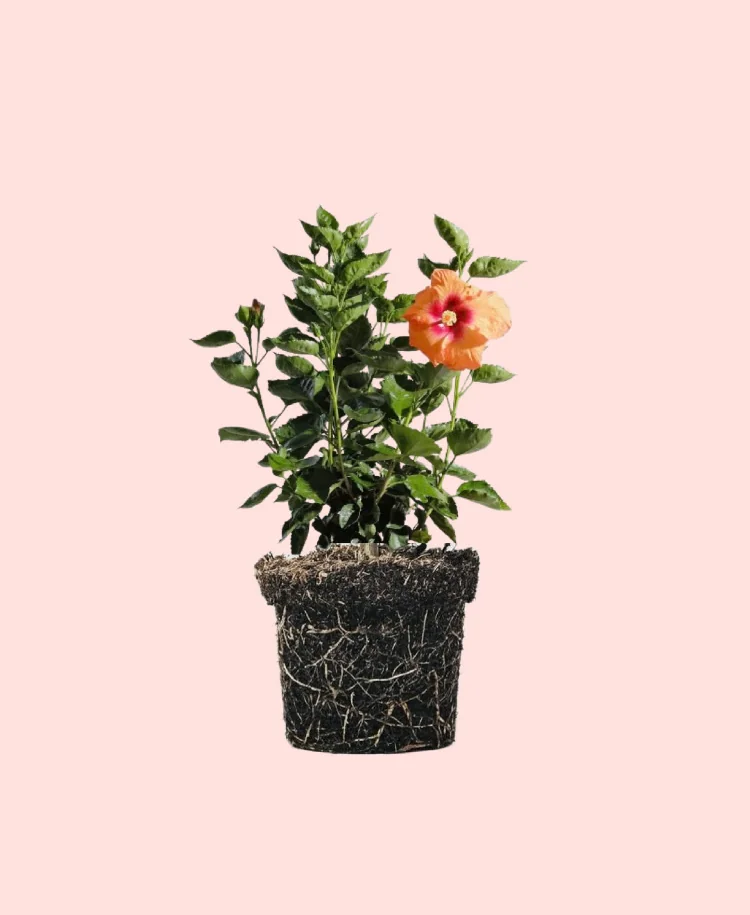 TULIPAN MEXICANO 