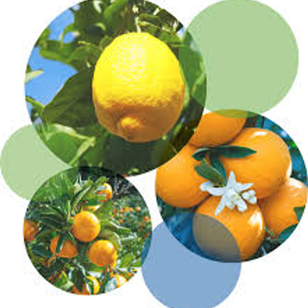 Frutales Citricos