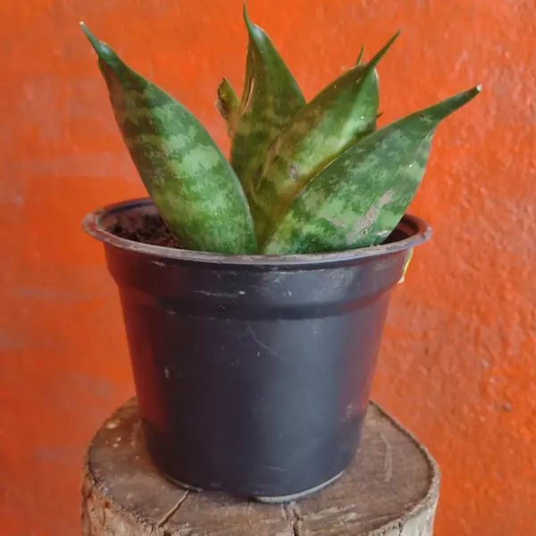 Lengua de suedra