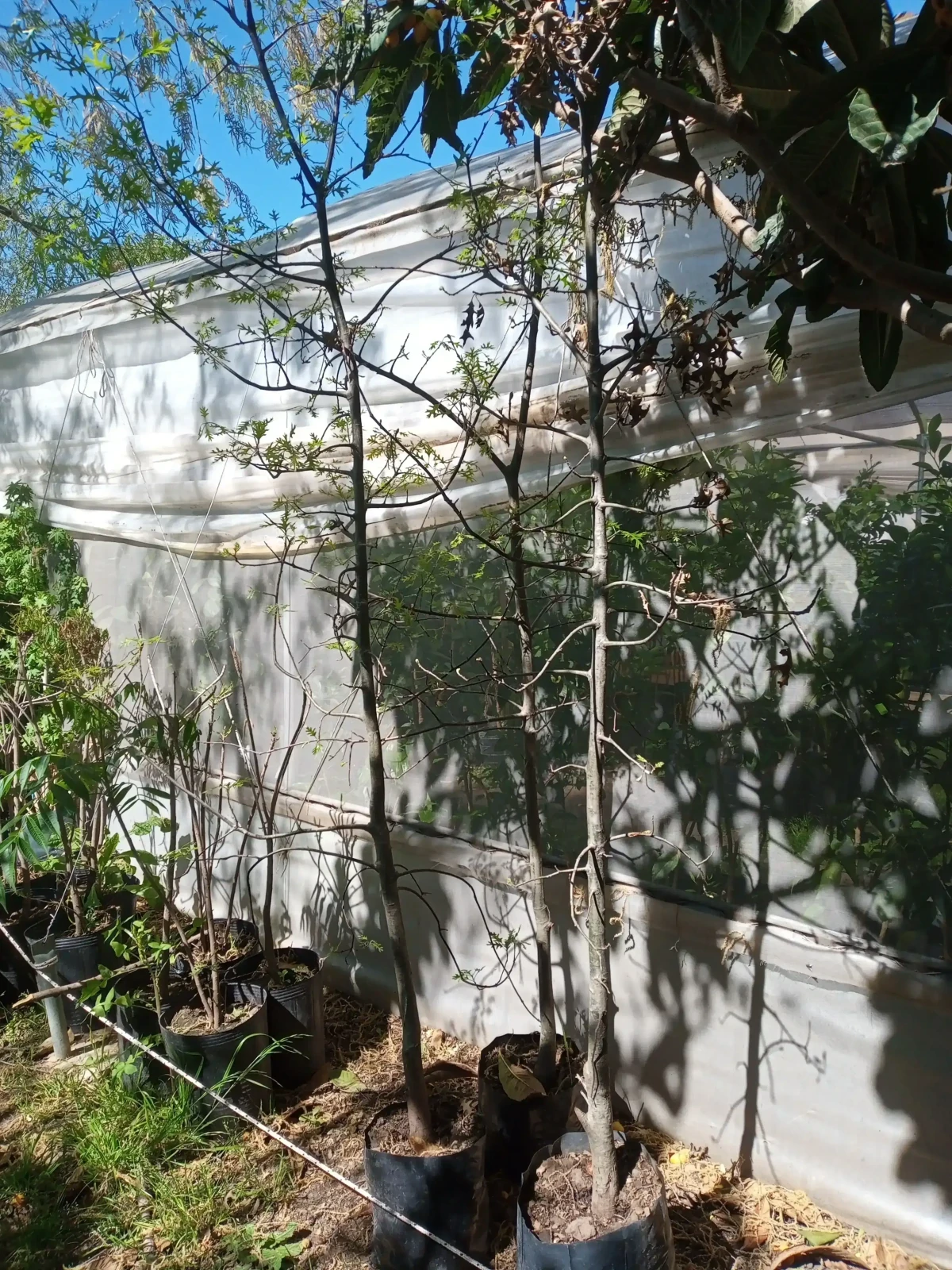Roble Grande 2