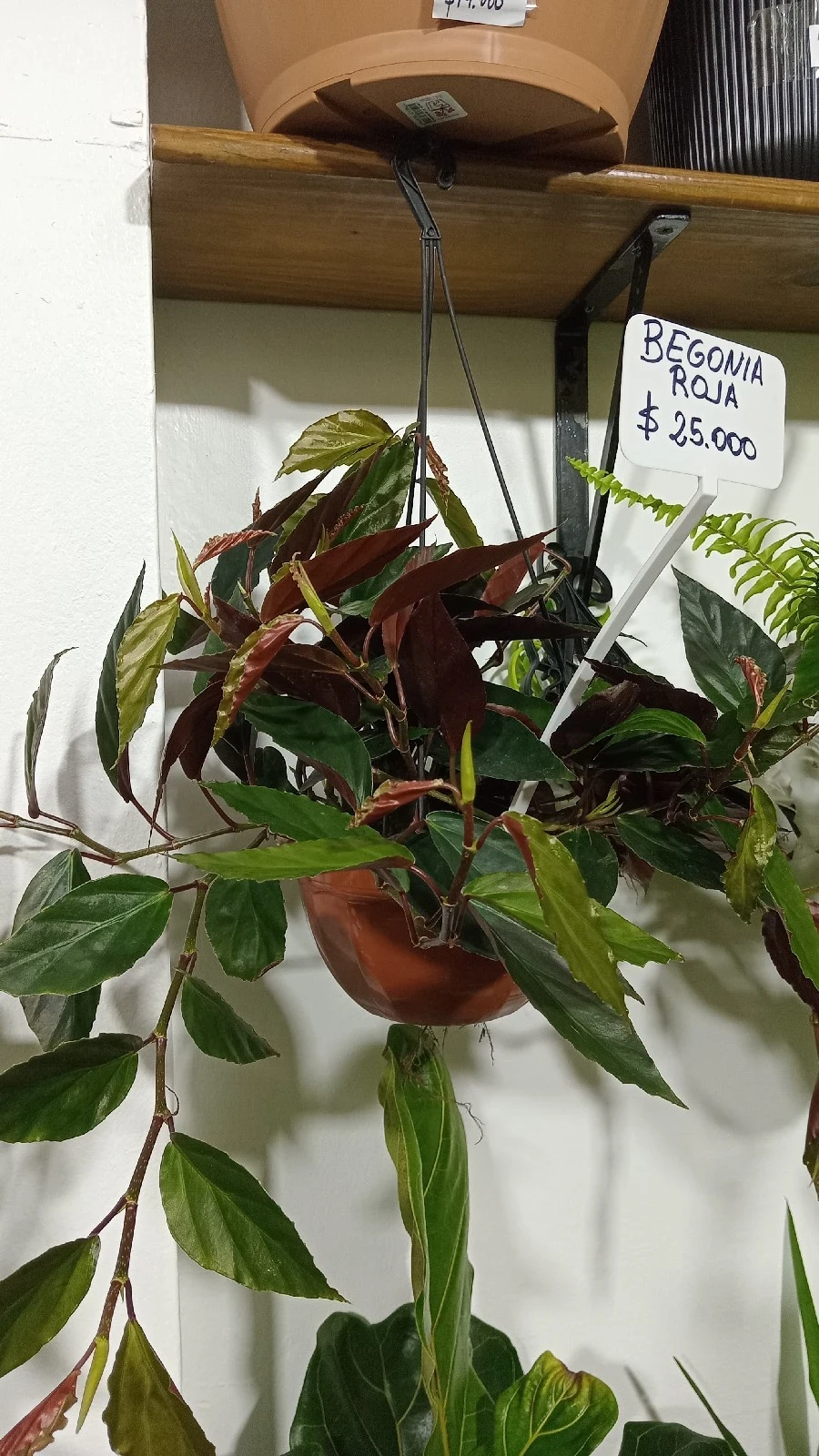 Begonia Roja Colgante 