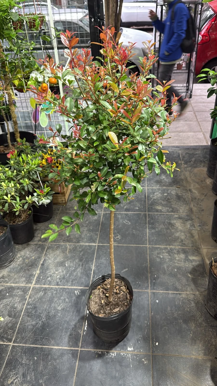 Eugenia Topiaria 120cm 4