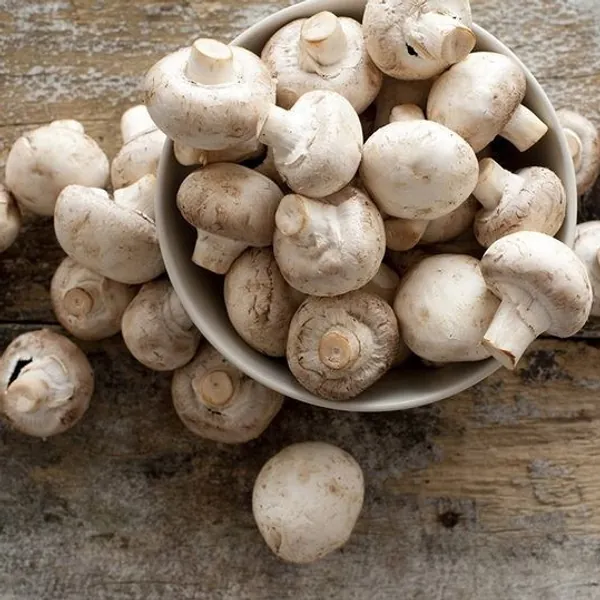 HONGOS