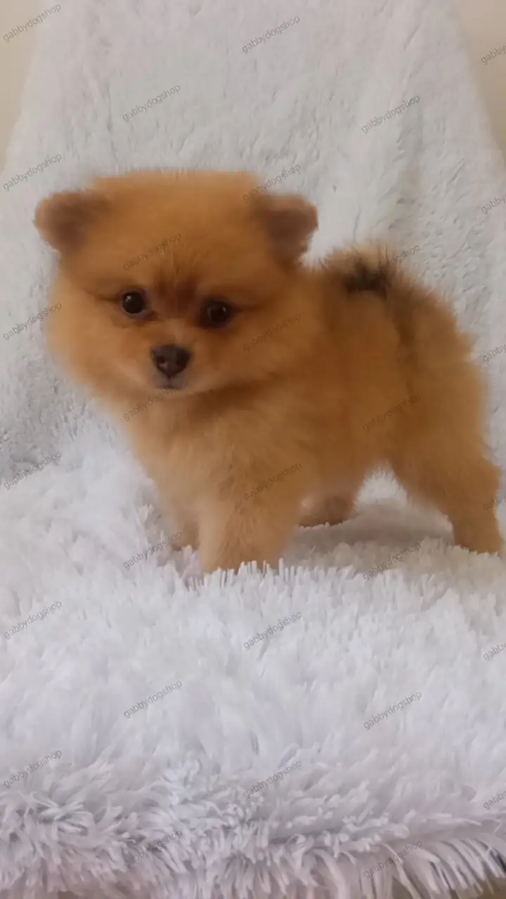 POMERANIA HEMBRA 🎀