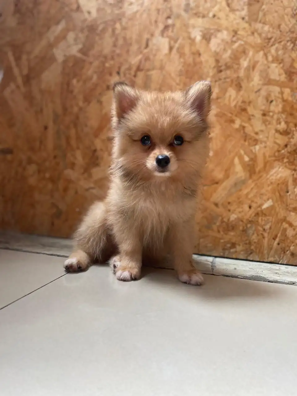 Pomerania 💙 Machito 