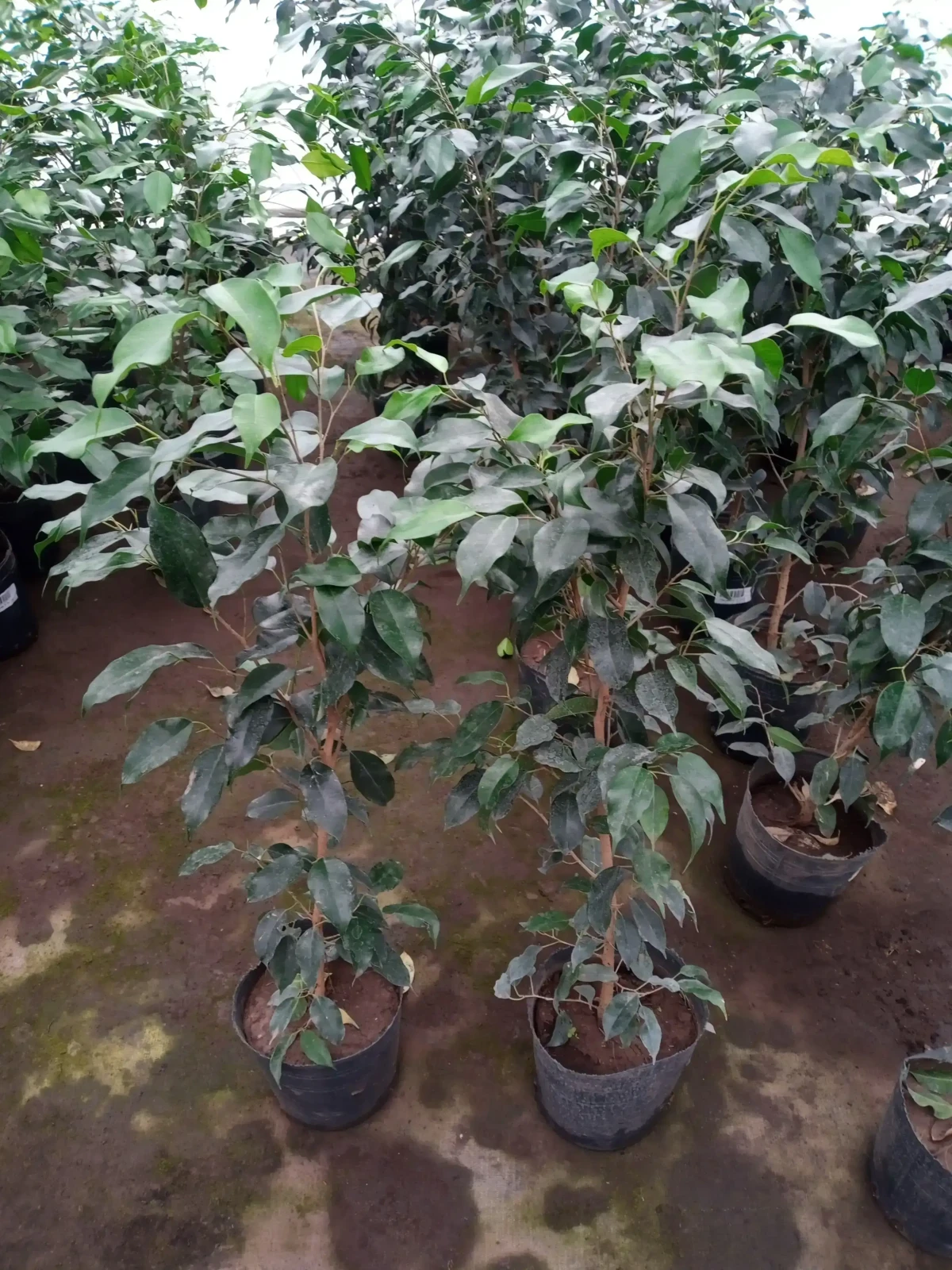 Ficus Verde 2