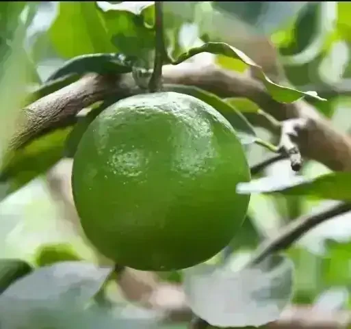 Lima Tahití 