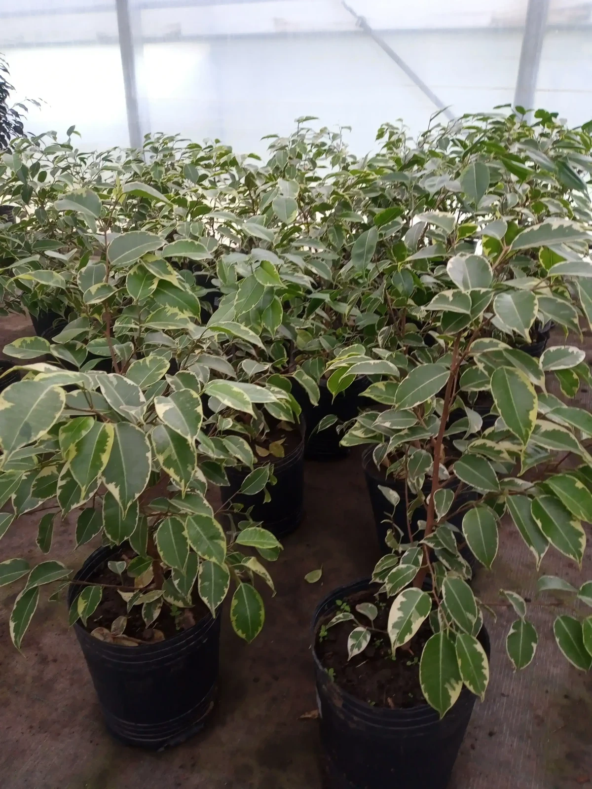 Ficus Amarillo