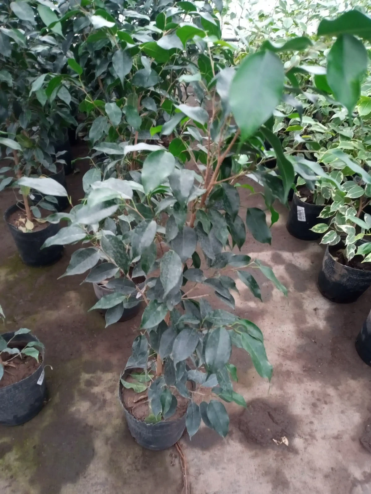 Ficus Verde