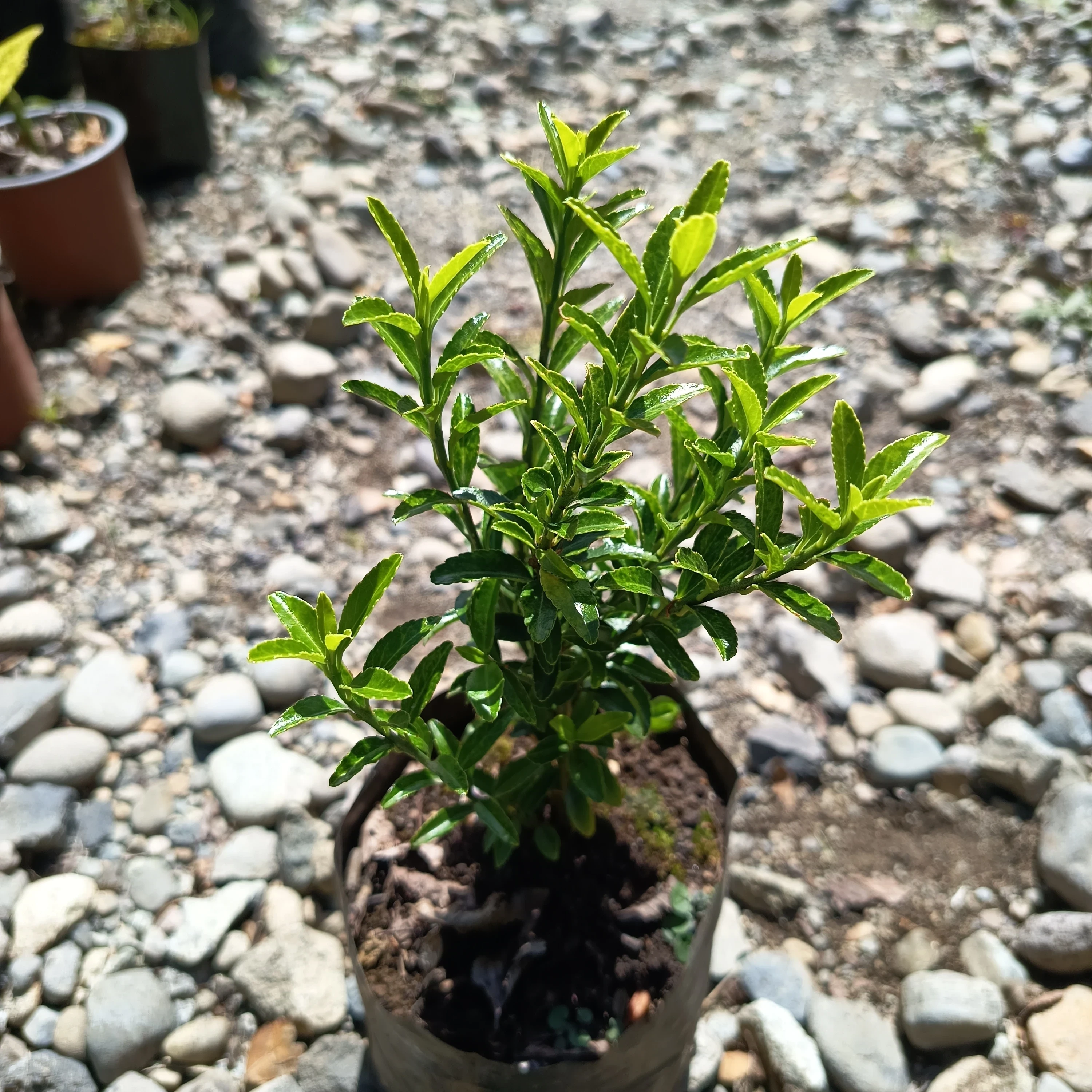 Evónimo Verde (Euonymus japonicus)