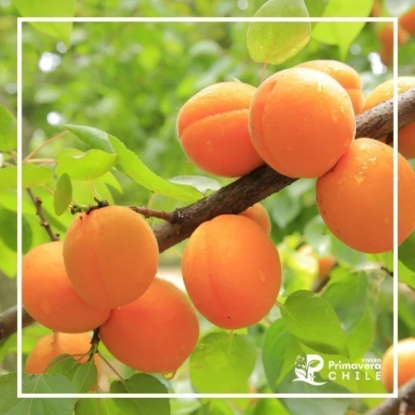 Damasco / Albaricoquero (Prunus armeniaca)