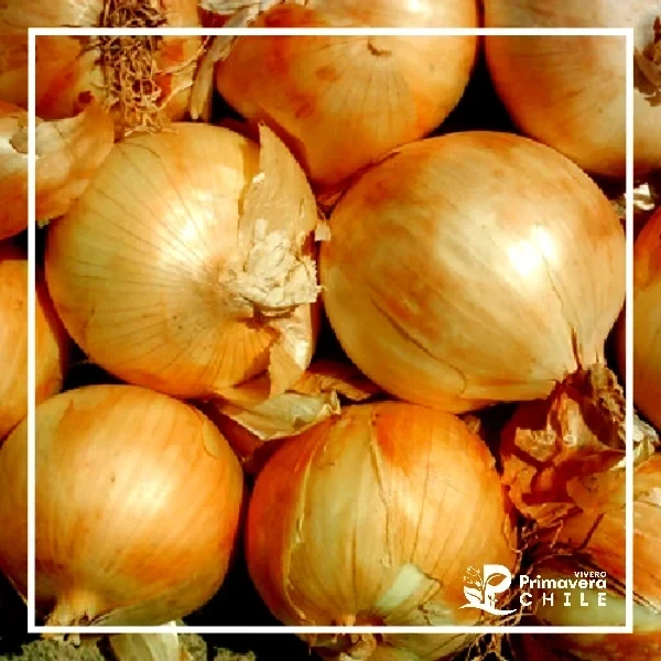 Semillas Cebolla Valenciana de Guarda