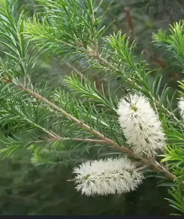 Melaleuca