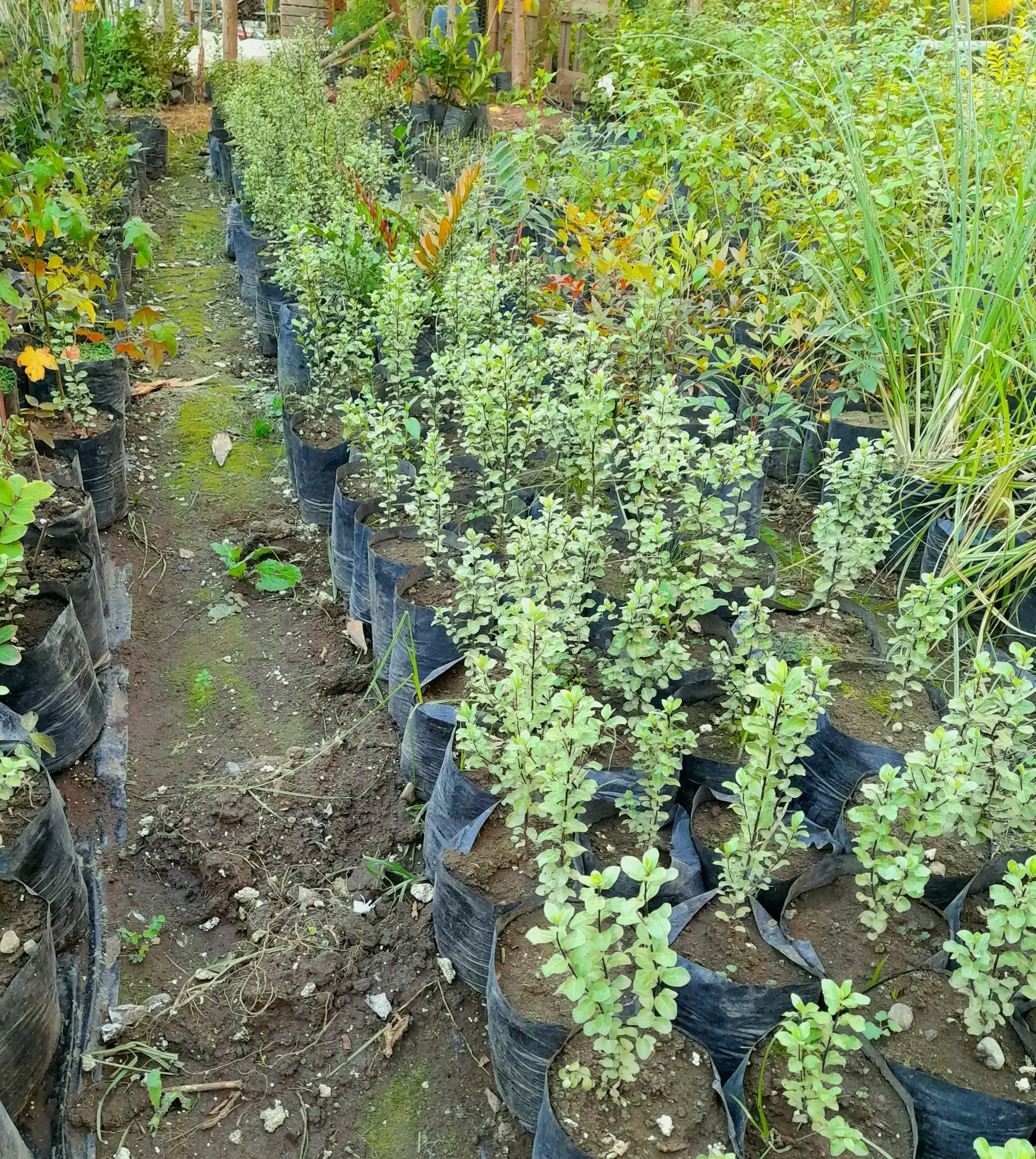 Pittosporum nigricans 4