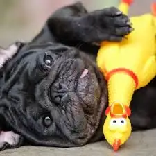 JUGUETE DE POLLITO
