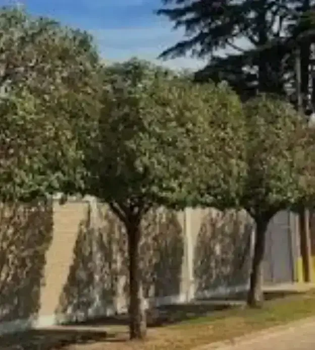 Ligustro Disciplinado 