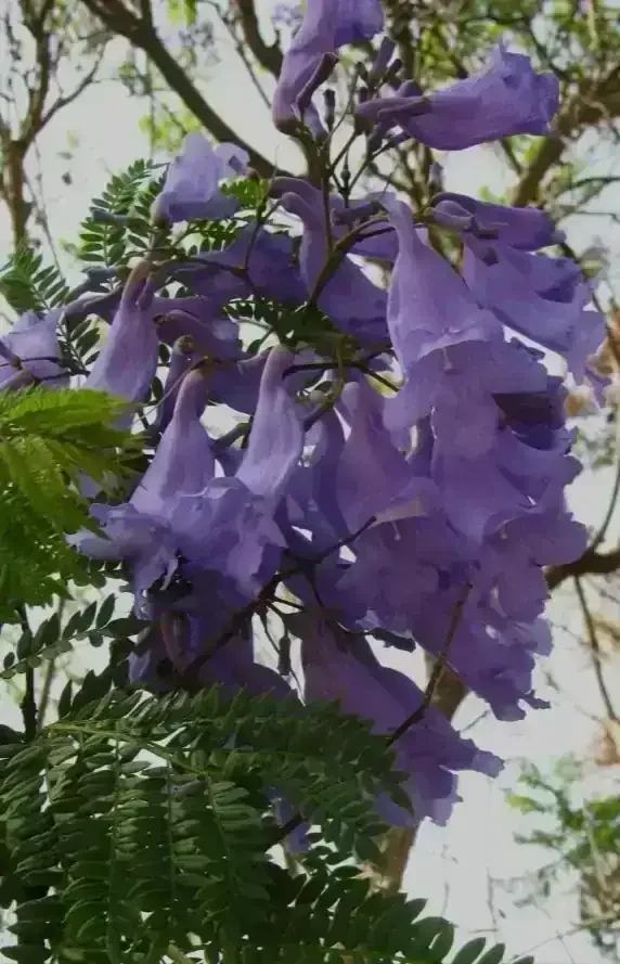 Jacaranda 