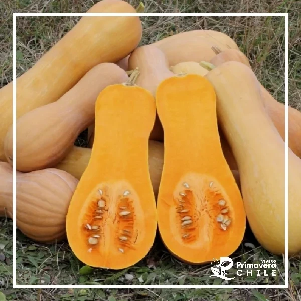 Semillas Zapallo Butternut Waltham