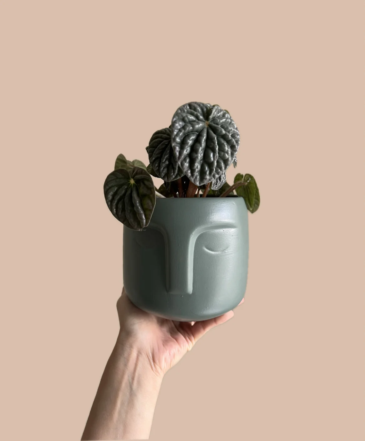 CASCARA DE NUEZ EN MACETA CERAMICA 
