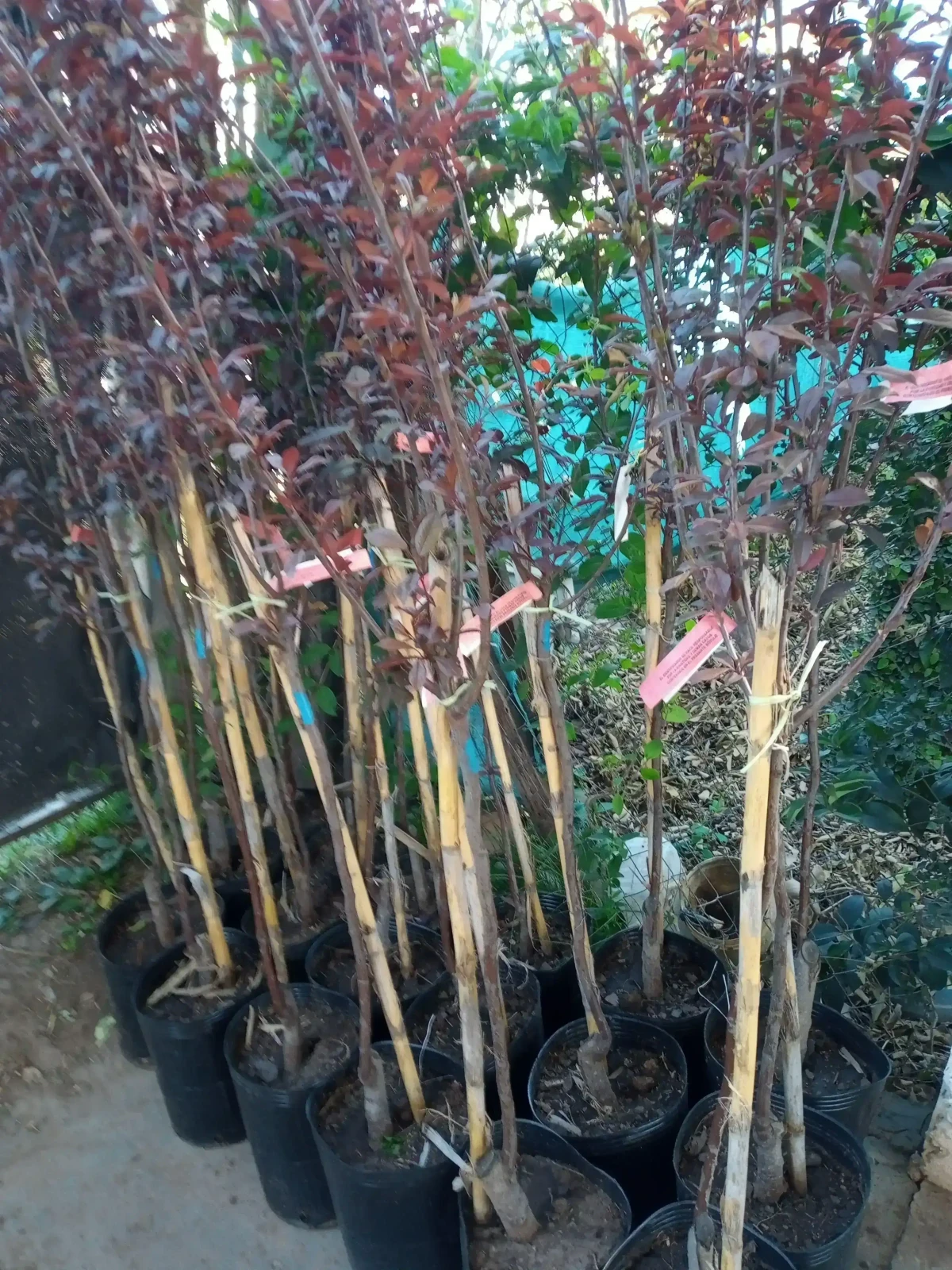 Ciruela Genovesa árbol grande 3