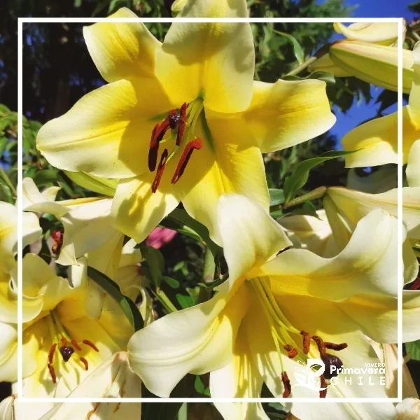 Bulbo Lilium Oriental Surtido Calibre 10/20 3