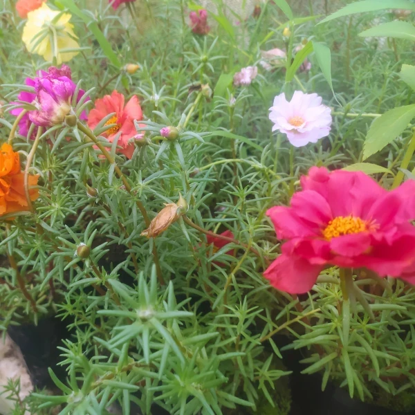 Portulaca 7