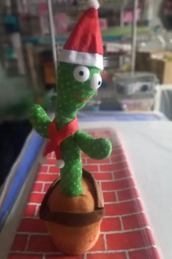 Cactus bailarín  3