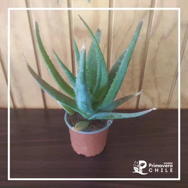 Aloe Vera