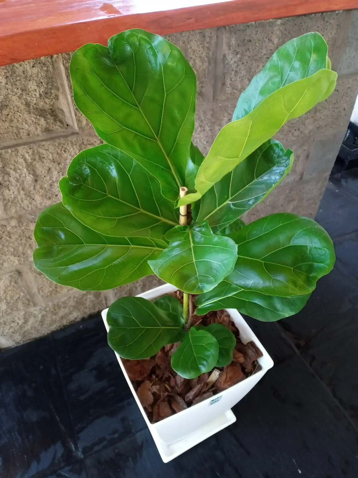 Ficus Pandurata en Maceta  3
