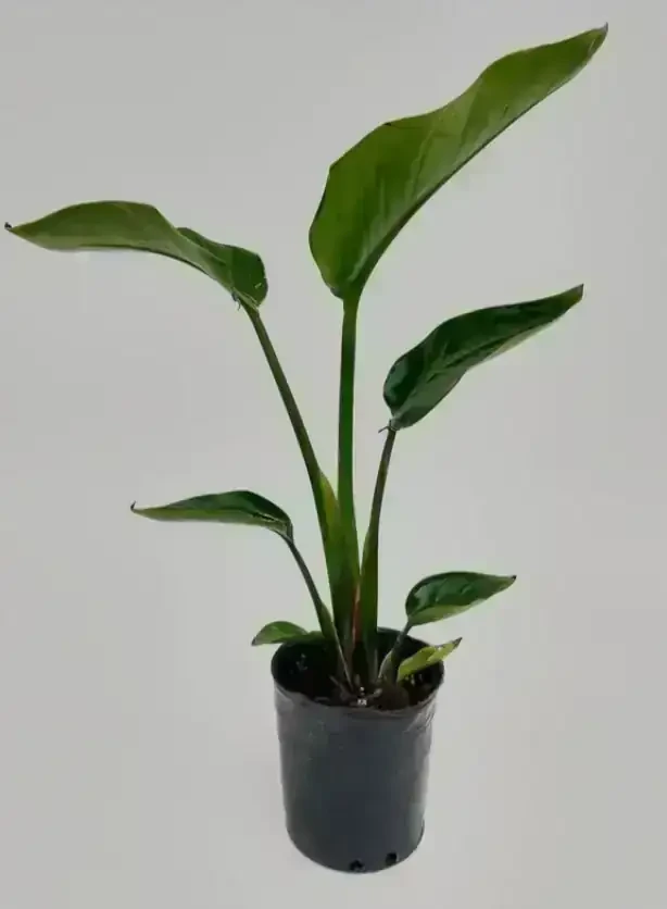 Strelitzia Nicolai 
