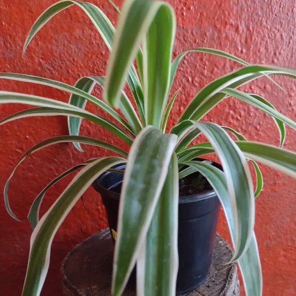 cinta, malamadre, araña o lazo de amor, 