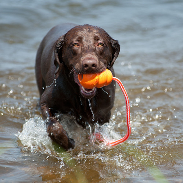 Fetch