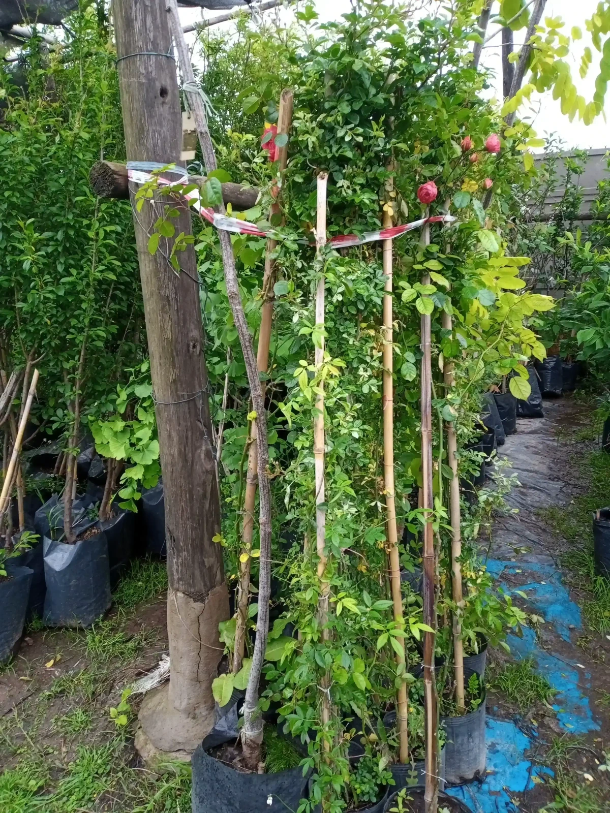 Rosa trepadora  4