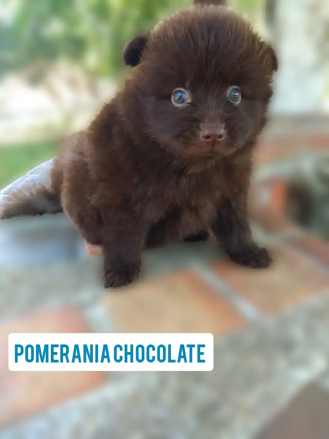 Pomsky  Macho❤️